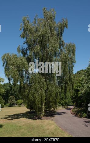 Feuillage d'été d'un bouleau argenté à feuilles caduques (Betula pendula 'tristis') en pleine croissance dans un jardin du Devon rural, Angleterre, Royaume-Uni Banque D'Images