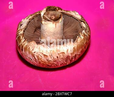 Champignons Portobello. Isolé. Un seul champignon à l'envers sur un fond rayé rose vif. Image de stock Banque D'Images