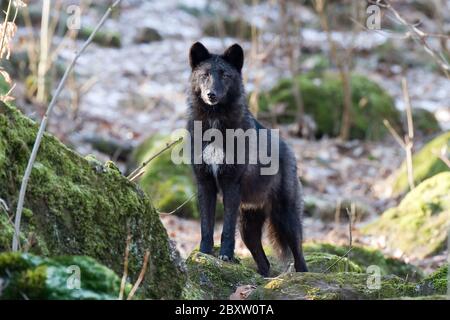 Timberwolf ou Gray-Wolf, canis lupus, usa Banque D'Images