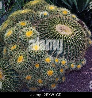 cactus de boule d'or Banque D'Images