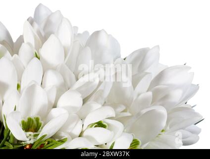 Fleurs snowdrop nosegay isolated on white Banque D'Images