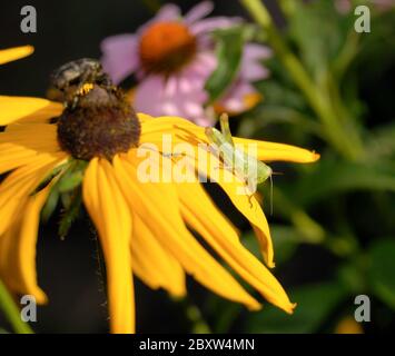 La sauterelle verte est posée sur les pétales d'une fleur jaune Banque D'Images