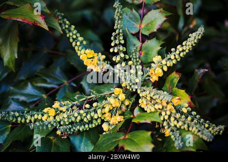 Gros plan des fleurs jaunes bourgeonnantes sur l'arbuste à feuilles persistantes, Mahonia Japonica Banque D'Images