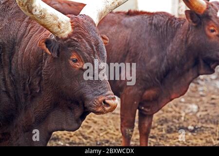 Ankole-Watusi. Également connu sous le nom d'Ankole longhorn, est une race de bétail originaire d'Afrique. Banque D'Images