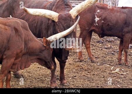 Ankole-Watusi. Également connu sous le nom d'Ankole longhorn, est une race de bétail originaire d'Afrique. Banque D'Images