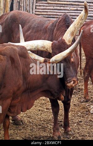 Ankole-Watusi. Également connu sous le nom d'Ankole longhorn, est une race de bétail originaire d'Afrique. Banque D'Images