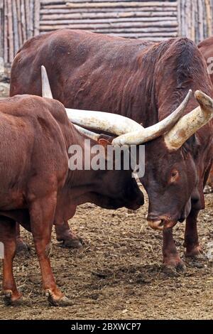 Ankole-Watusi. Également connu sous le nom d'Ankole longhorn, est une race de bétail originaire d'Afrique. Banque D'Images