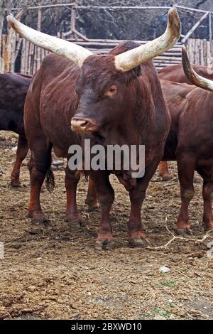 Ankole-Watusi. Également connu sous le nom d'Ankole longhorn, est une race de bétail originaire d'Afrique. Banque D'Images