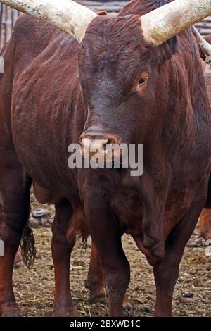 Ankole-Watusi. Également connu sous le nom d'Ankole longhorn, est une race de bétail originaire d'Afrique. Banque D'Images