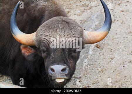 BOS Gaurus. Le gaur est le plus gros bovin et est originaire de l'Asie du Sud et de l'Asie du Sud-est. Banque D'Images