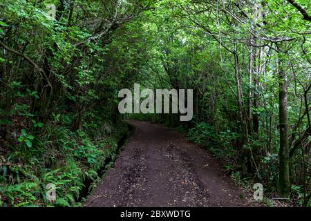 Sentier devrait la forêt le long de la levada Banque D'Images