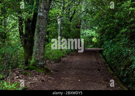 Sentier devrait la forêt le long de la levada Banque D'Images