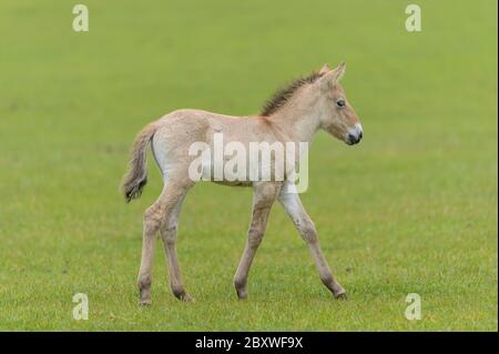 Pzewalski cheval foal avec sa mère dans un pâturage dans un parc animalier Banque D'Images