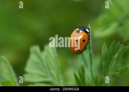 Coccinelle rouge sur une feuille d'herbe verte le jour ensoleillé de mai. Coccinellidae est une famille très répandue de petits coléoptères. Printemps. Banque D'Images