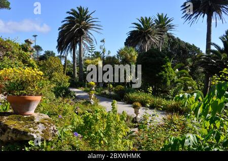 Une vue sur la végétation luxuriante subtropicale des jardins de l'abbaye de Tresco une des cinq îles habitées dans les îles de Scilly Banque D'Images