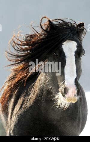 Cheval en hiver Banque D'Images