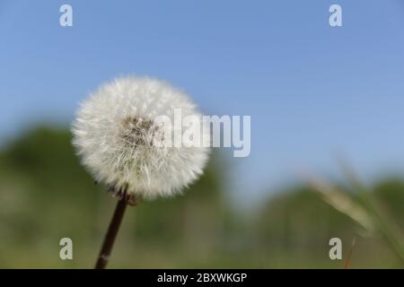 une belle fleur de pissenlit ronde blanche et moelleuse avec un fond vert et bleu au printemps Banque D'Images