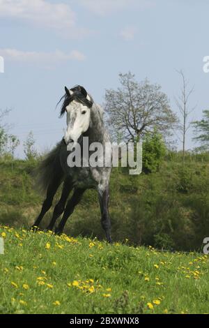 Cheval andalou, Pura Raza Espanola Banque D'Images