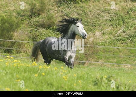 Cheval andalou, Pura Raza Espanola Banque D'Images