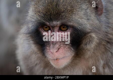 Singe macaque au parc des singes Arashiyama, Kyoto, Japon Banque D'Images