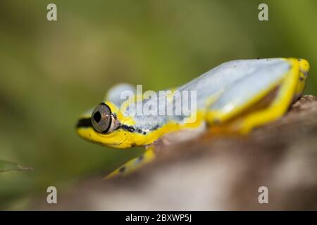 Heterixalus punctatus, grenouille à roseau de Madagascar Banque D'Images