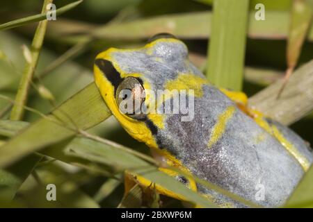 Heterixalus punctatus, grenouille à roseau de Madagascar Banque D'Images