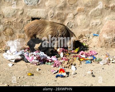 Dirty Pig cherche les ordures dans la rue Banque D'Images