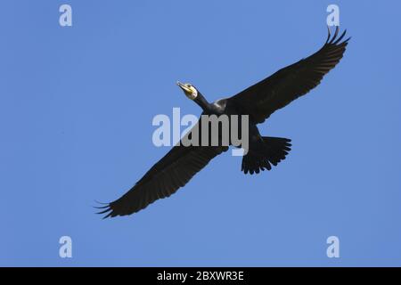 Grand cormorant, (Phalacrocorax carbo), vol, en vol, Allemagne Banque D'Images