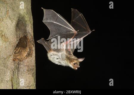 Plus grand Bat à oreilles de souris, Myotis myotis Banque D'Images