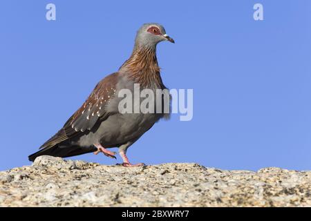 Pigeon biset Banque D'Images