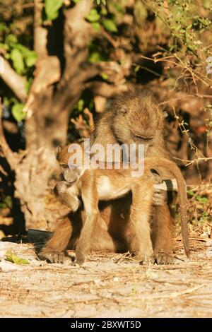 Jeune Chacma Baboon, Afrique du Sud Banque D'Images