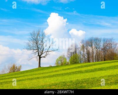 Un pré vert frais et verdoyant avec un petit arbre, un ciel bleu et des nuages blancs par temps ensoleillé. Paysage de printemps. Banque D'Images