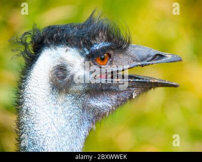 Portrait de l'émeu avec bec ouvert. Deuxième plus grand oiseau du monde endémique à l'Australie. Banque D'Images