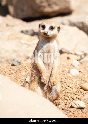 Meerkat, suricata surigatta, alerte sur la garde sur terrain rocheux et sec, Afrique du Sud. Banque D'Images