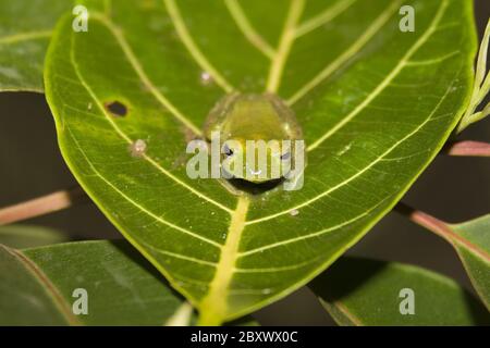 Frosch, Boophis sp. aff. Albilabris, yeux rouges Banque D'Images