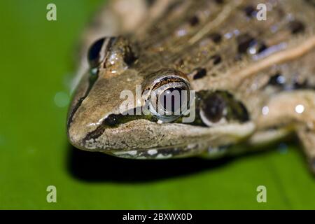 Ptychadena mascareniensis, Mascarene Grenouille à rade Banque D'Images