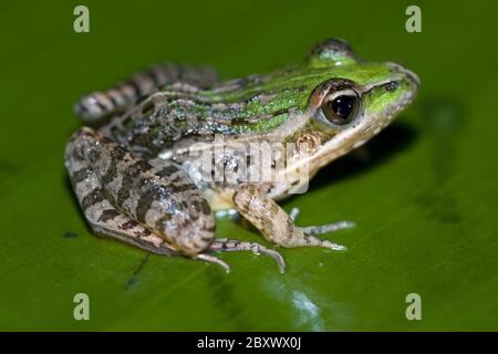 Ptychadena mascareniensis, Mascarene Grenouille à rade Banque D'Images