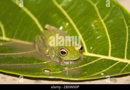 Frosch, Boophis sp. aff. Albilabris, yeux rouges Banque D'Images