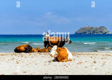 Vaches sur la plage de Barcaggio en Corse du Nord sur le Cap Corse, France Banque D'Images