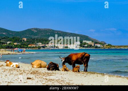 Vaches sur la plage de Barcaggio en Corse du Nord sur le Cap Corse, France Banque D'Images
