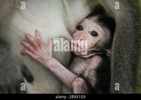 Macaque cynomolgus ou crabes [Macaca fascicularis] Banque D'Images