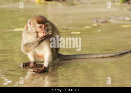 Macaque à longue tauille, Macaca fascicularis, singe cynomolgus Banque D'Images