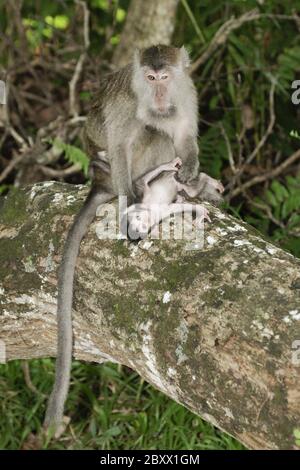 Macaque à longue tauille, Macaca fascicularis, singe cynomolgus Banque D'Images