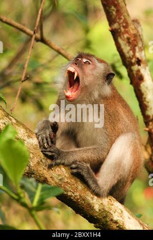 Macaque à longue tauille, Macaca fascicularis, singe cynomolgus Banque D'Images