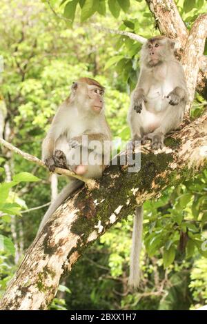 Macaque à longue tauille, Macaca fascicularis, singe cynomolgus Banque D'Images