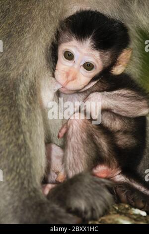 Macaque à longue tauille, Macaca fascicularis, singe cynomolgus Banque D'Images