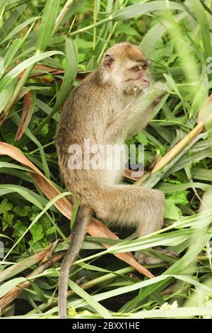 Macaque à longue tauille, Macaca fascicularis, singe cynomolgus Banque D'Images