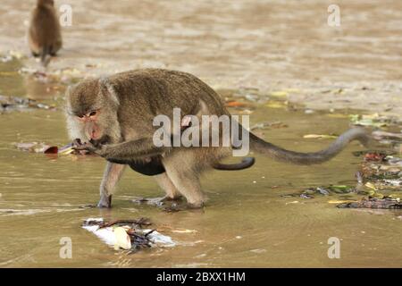 Macaque à longue tauille, Macaca fascicularis, singe cynomolgus Banque D'Images