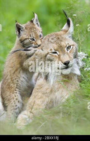 Lynx avec un jeune animal, Allemagne Banque D'Images