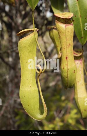 Nepenthes ampullaria, Malaisie Banque D'Images